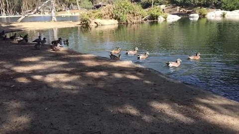 Slow Motion Ducks Jumping in Pond Stock Footage 75834325