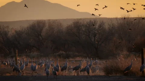 Slow Motion - Ducks Land Behind Cranes At Sunset 02 Video stock 58823361