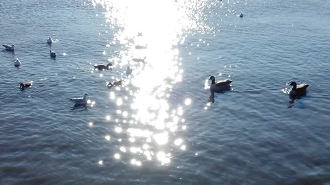 Slow Motion of Ducks in the Morning Stock Footage 101037414