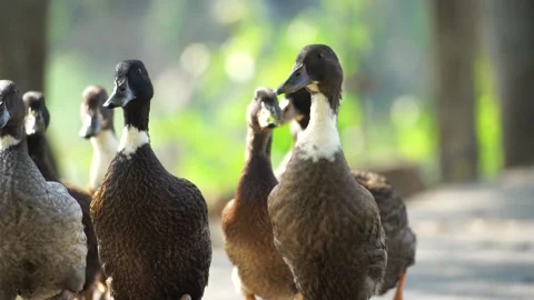 Slow Motion of Ducks Walking Gracefully in a Line on Rural Path 動画素材 304845629