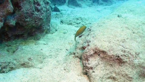 Slow Motion Dusky Spinefoot Fishe Movements Underwater Stock Footage 124037685