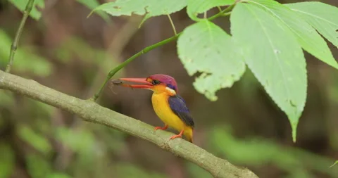 Slow motion: Dwarf Kingfisher tenderly bobs with crab prey on a green mossy 库存影片 333682997