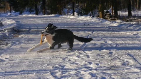 Slow motion dynamic dog fetch Stock Footage 328656817