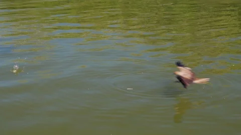 Slow motion; Eagle catching and eating a fish out of green lake. Stock Footage 106161709