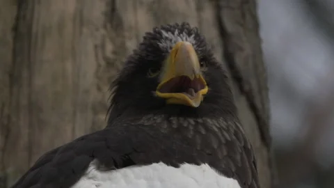 Slow Motion Eagle close up Stock Footage 165297576