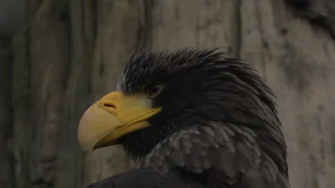 Slow Motion Eagle Head Close Up Stock Footage 165298386