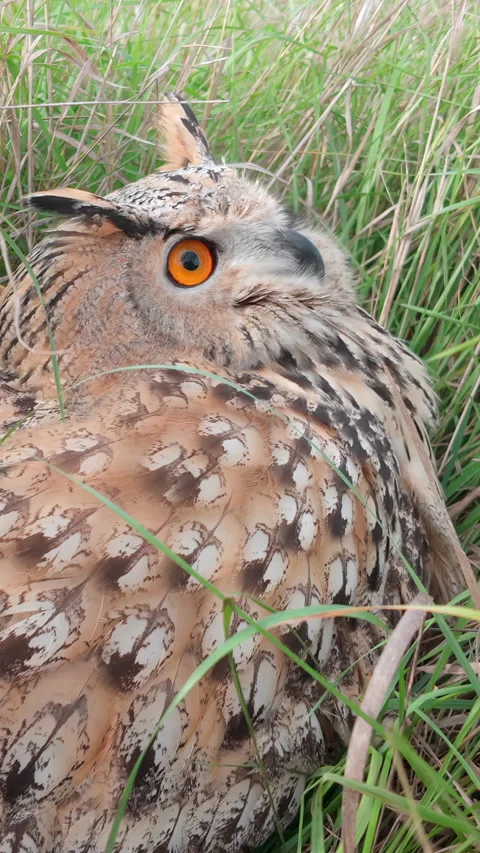 Slow motion of Eagle-owl sits in green grass looking to up and blinking its eye Stock-Footage 346395519