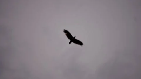 Slow Motion Eagle Soaring over the blue sky with clouds in the background Video stock 261010501