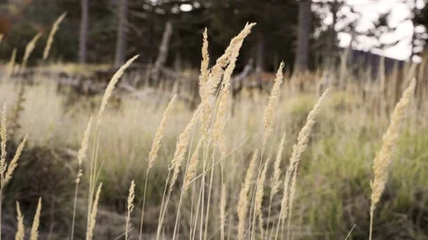 Slow motion of an ear of corn Video stock 125490532