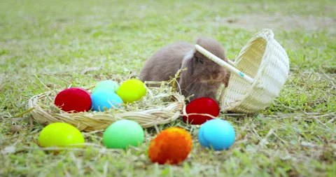 Slow motion, easter bunny eating a grass in the meadow Stock Footage 288729693