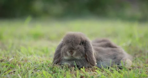 Slow motion, easter bunny sitting and looking around in meadow Stock Footage 288734170