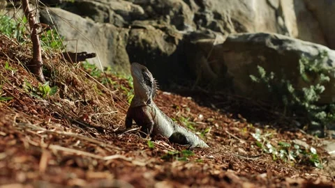 Slow motion Eastern Water Dragon near rocks in Sydney 4K Stock Footage 292234258
