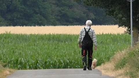 Slow-motion, Editorial: Elderly man walking his dog near fields of corn, grain Stock Footage 112261363