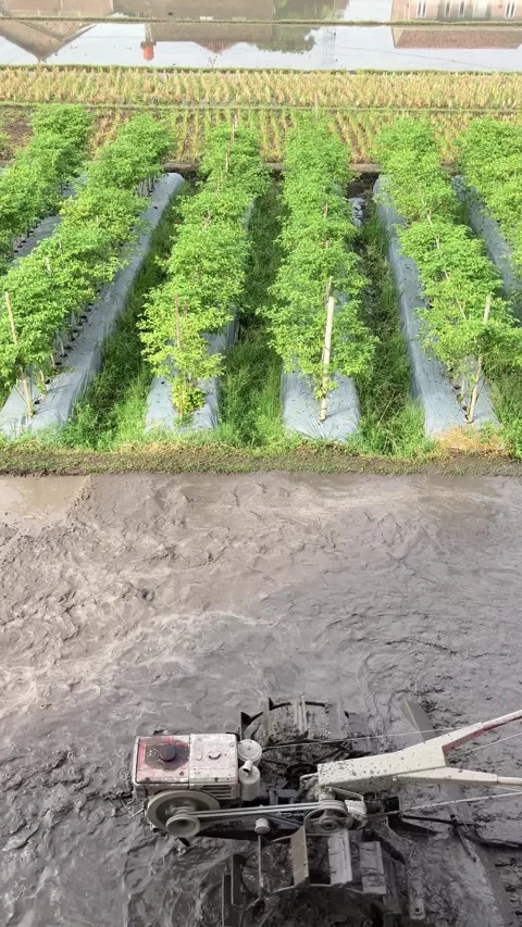 Slow Motion Editorial Video of a Farmer Plowing a Traditional Rice Paddy Field Stock Footage 337228226