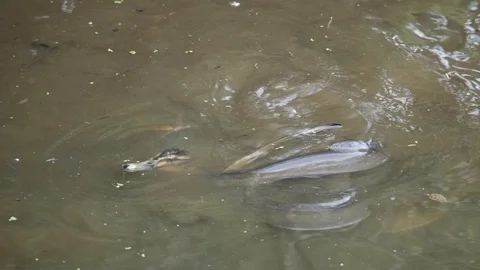 Slow motion eels feed on dead duck in feeding frenzy Stock Footage 106367791