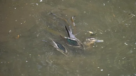 Slow motion eels feed on dead duck in feeding frenzy Stock Footage 106370471
