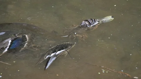 Slow motion eels feed on dead duck in feeding frenzy Stock Footage 106374506