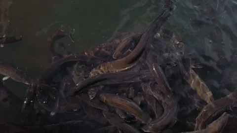 Slow motion of eels feeding Stock-Footage 113490156