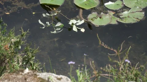Slow motion effect of a Snake on a pond 스톡 동영상 108663312