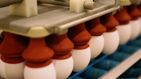 Slow Motion of Egg Suction Cup Machine. Agricultural product processing Stock Footage 255707957