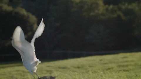 Slow Motion Egret Flying Away Stock Footage