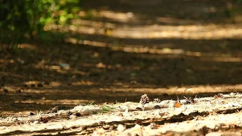  Slow motion. Electrical personal  transport. Man riding mono wheel  Stock Footage 80421907