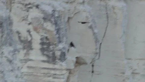 Slow Motion Eleonora's Falcon Flying Past Coastal Cliffs, Zapalo Cyprus Video stock 341827928