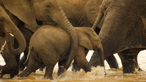 Slow motion: Elephant baby walks under mother's trunk, herd crosses brown river Stock Footage