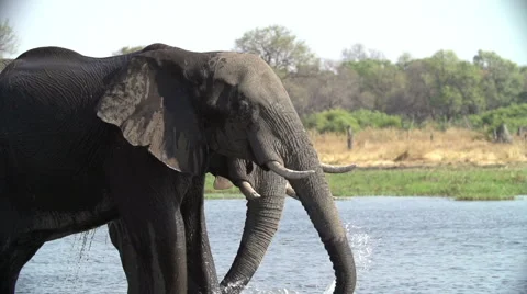 Slow motion of elephant bull standing in water and spraying water over himself Stock Footage