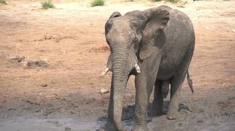 Slow motion of elephant bull using trunk to spray mud over himself Stock Footage 46376259