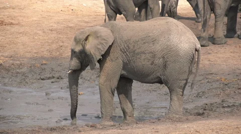 Slow motion of elephant bull using trunk to spray mud over himself Stock Footage 46376274