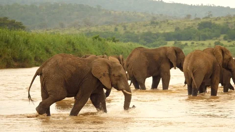 Slow motion: Elephant crosses river as water gets deeper. Herd in background Stock Footage