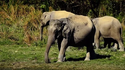 Slow motion Elephant enjoying mud bath Stock Footage 87721634