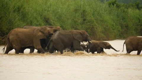 Slow motion: Elephant herd cross wide, muddy river, splash as they walk, drink Stock-Footage 105273631