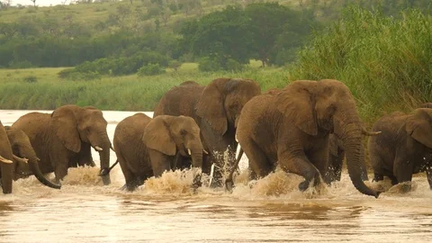 Slow motion: Elephant herd cross river, splash water. Bull throws water on back. Stock Footage 105692129
