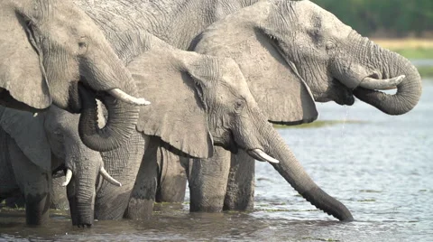 Slow motion of elephant herd drinking at river in Okavango Delta Stock Footage 46376023