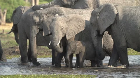 Slow motion of Elephant herd drinking,one entering frame aggressively and chases Stock Footage 46376015
