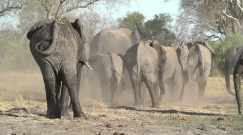 Slow motion of elephant herd dust bathing after swimming in a river Stock Footage 46376068