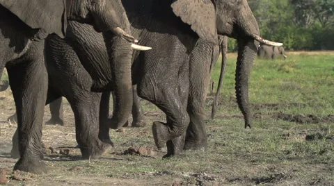 Slow motion of elephant herd walking past camera Stock Footage 46376388