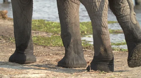 Slow motion of elephant legs walking away from camera Stock Footage 46376351