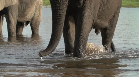 Slow motion of elephant legs walking through water towards camera Stock Footage 46376367