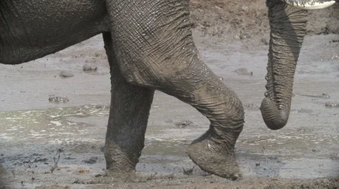 Slow motion of elephant legs walking through mud Stock Footage 46376401