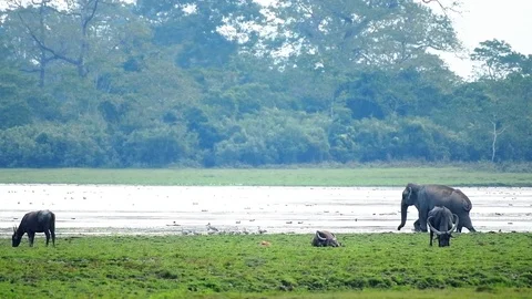 Slow-motion Elephant in the river Stock Footage 87721611