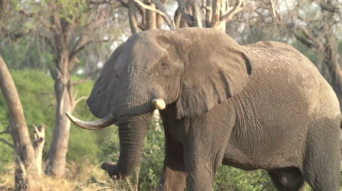 Slow motion of elephant shaking head irritably and releasing a cloud of dust Stock Footage 46376135