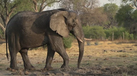 Slow motion of elephant shaking head irritably Stock Footage 46376166