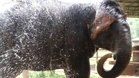 Slow motion of elephant trunk spraying water over himself Stock Footage 76451704