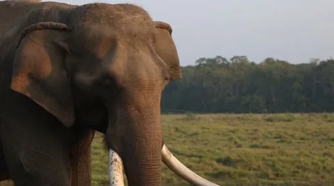Slow Motion of Elephant Wiggling Ears and Trunk. 스톡 동영상 49773863