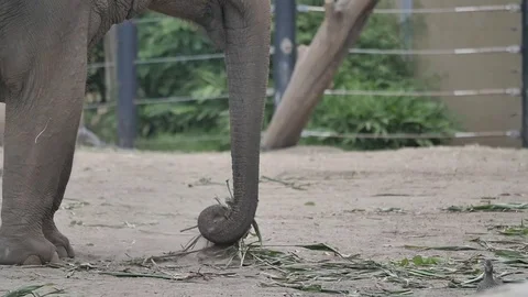 Slow Motion - Elephant in Zoo Stock Footage 81363039