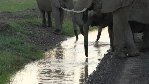 Slow motion of elephants drinking Stock Footage 136791915