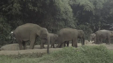 Slow Motion Elephants Foraging in the Wild Stock Footage 283626869